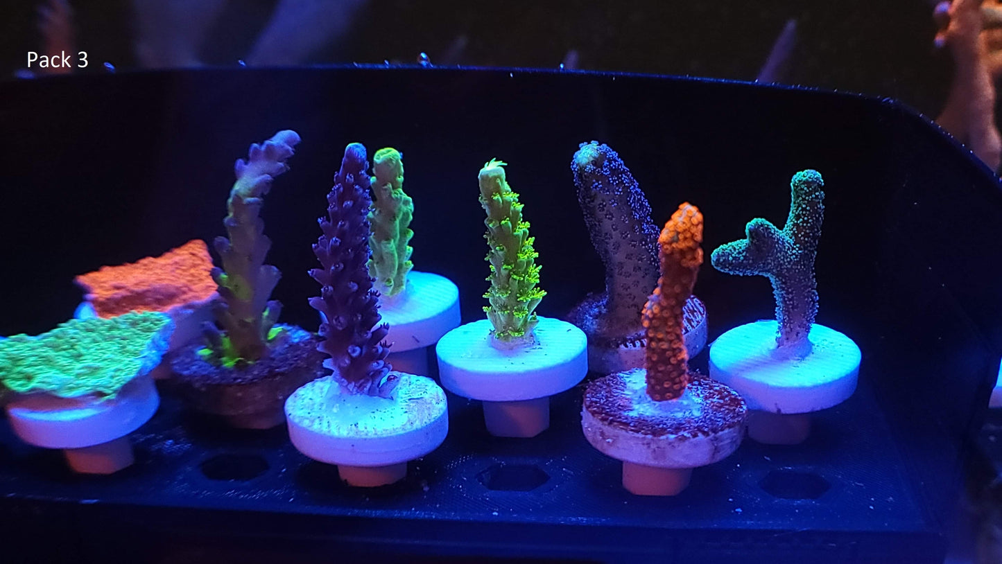 SPS Beginner Packs