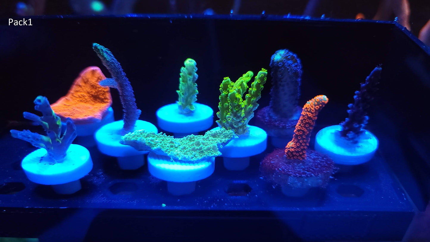 SPS Beginner Packs