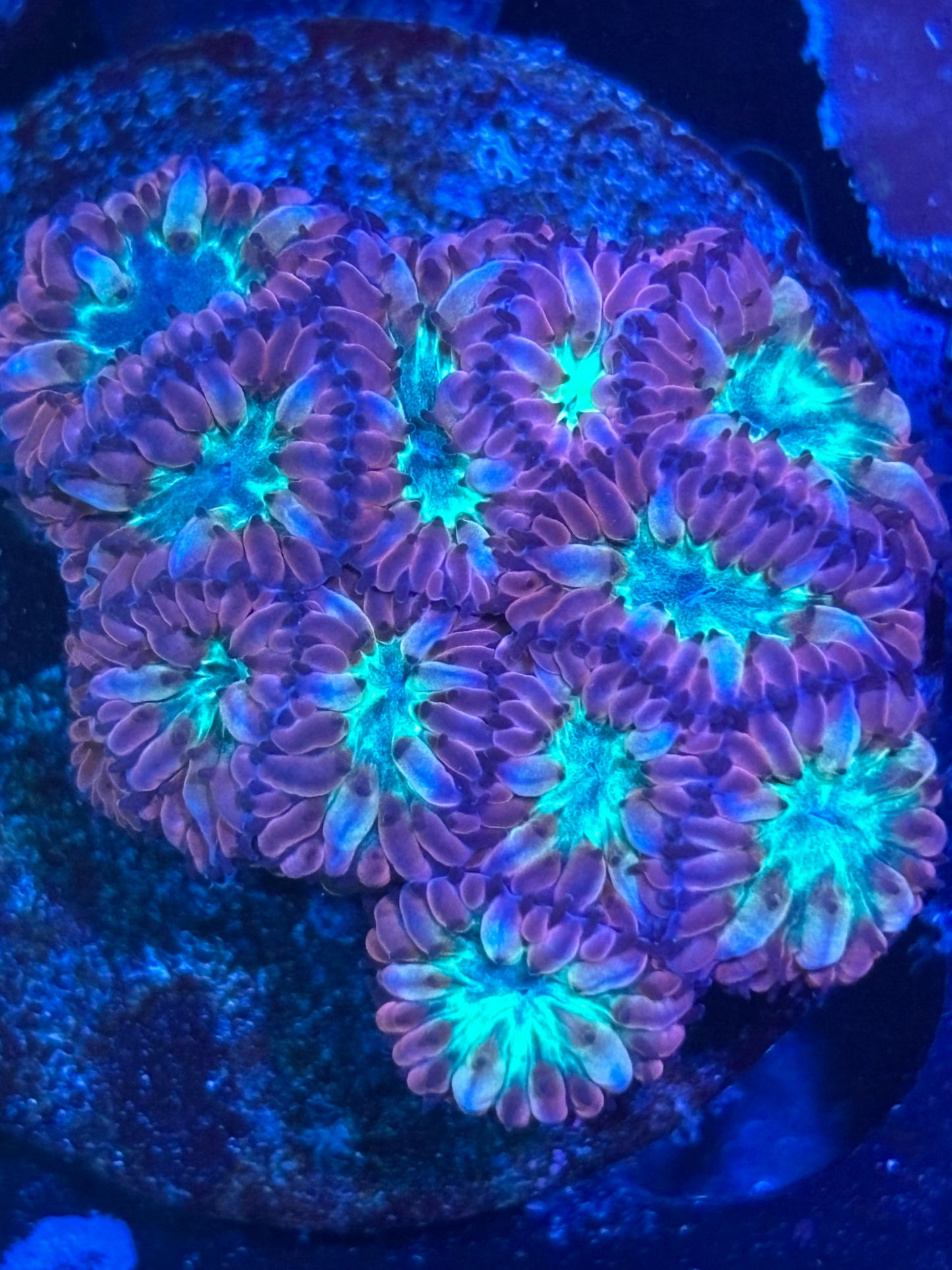 Blastomussa frag WYSIWYG