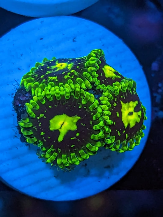 WYSIWYG 4H Exosphere Zoanthids