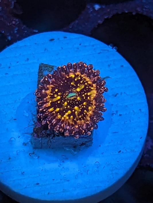 WYSIWYG Frankie's Acid Trip Zoanthids