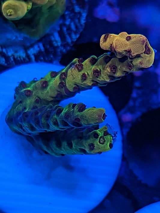 WYSIWYG PC Rainbow Acropora