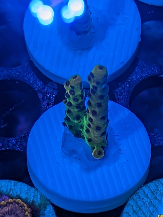 WYSIWYG PC Rainbow acropora