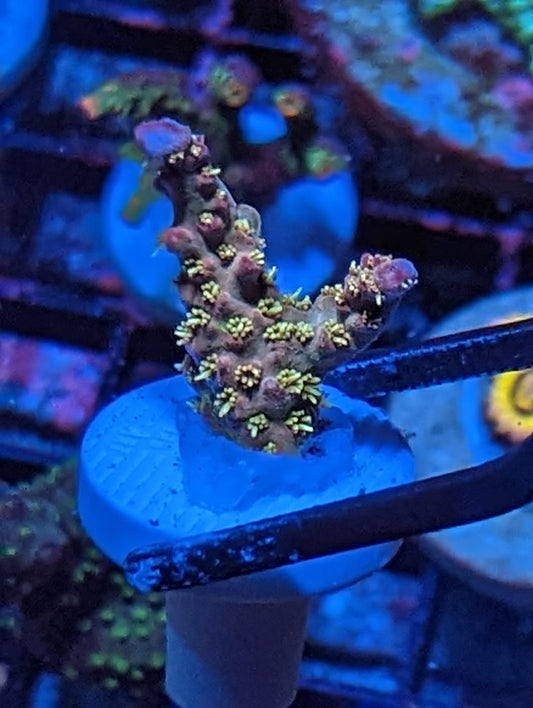 WYSIWYG Tyre Pinky The Bear Acropora