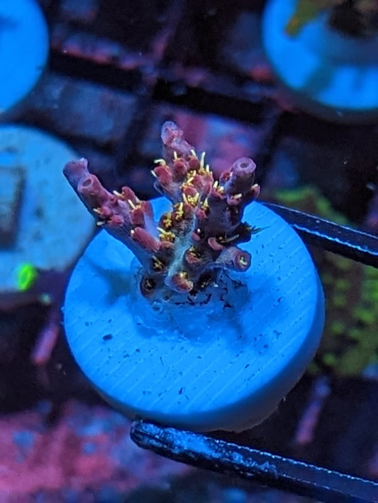 WYSIWYG Tyre Pinky The Bear Acropora