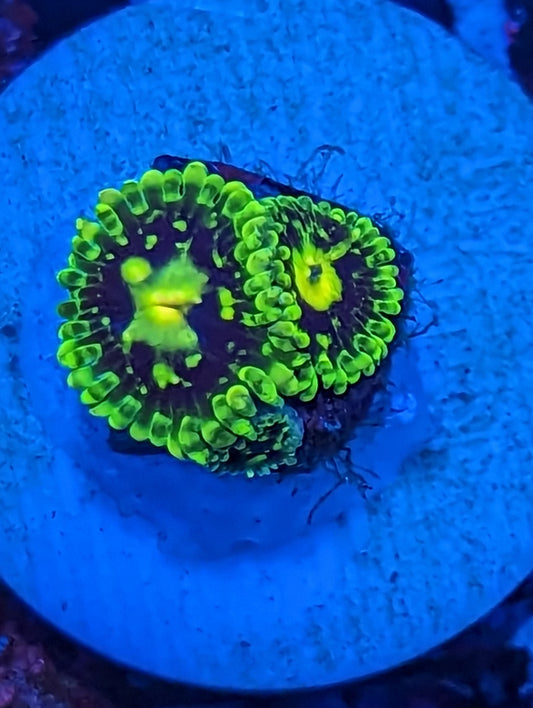 WYSIWYG Exosphere Zoanthids