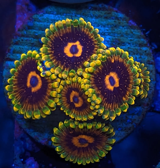 Jedi Mind Tricks Zoanthids Mini Colony WYSIWYG