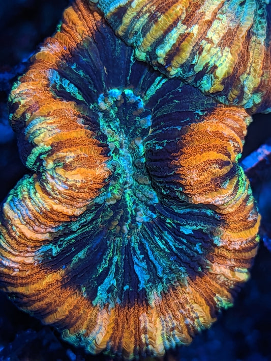 WYSIWYG Trachyphyllia