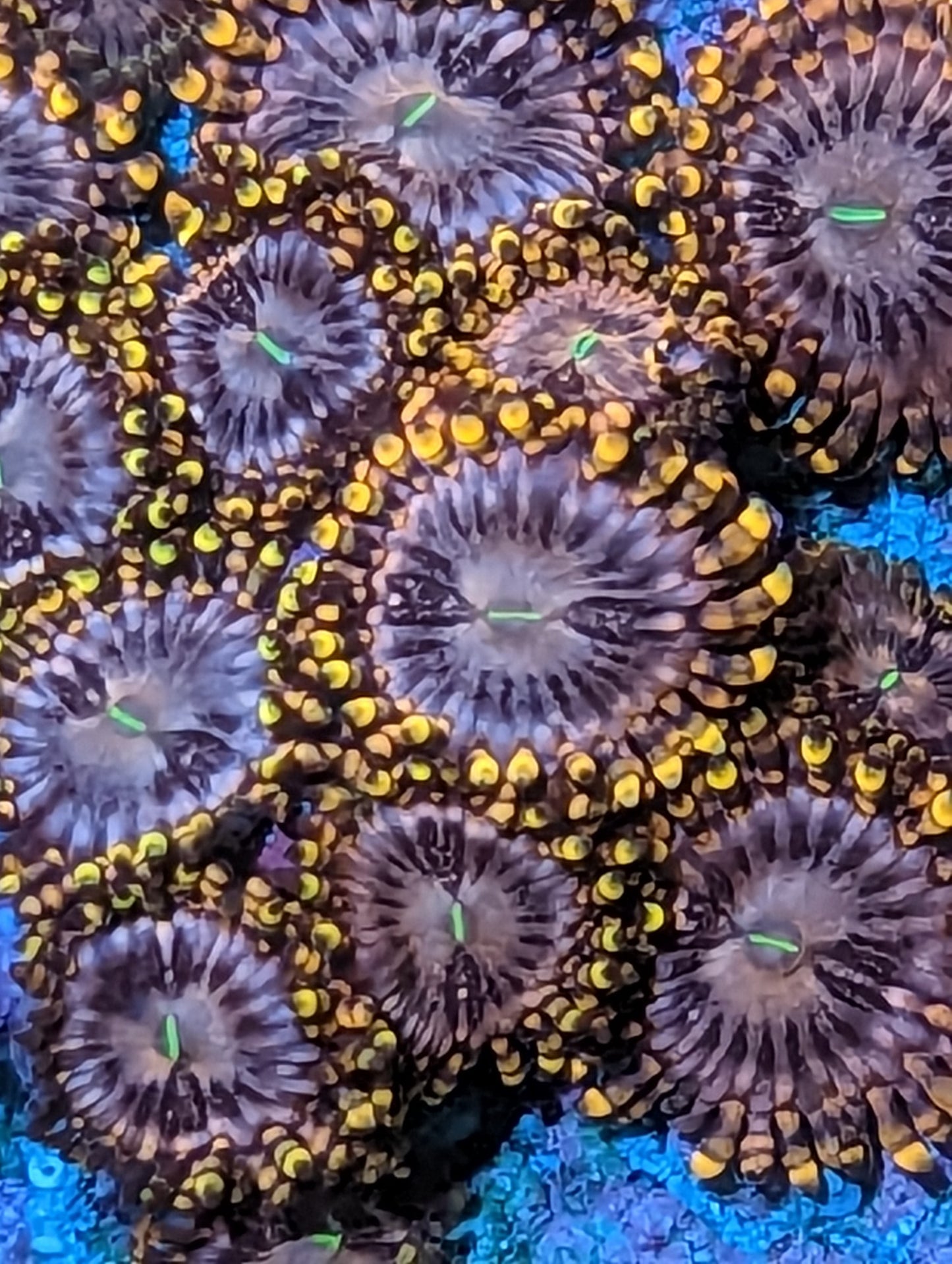 Koala Eyes Zoanthids