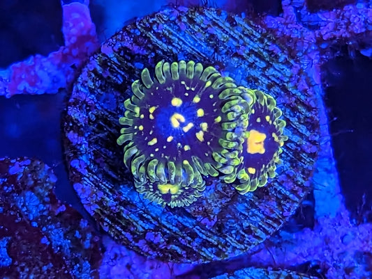 WYSIWYG Exosphere Zoa 3 Heads