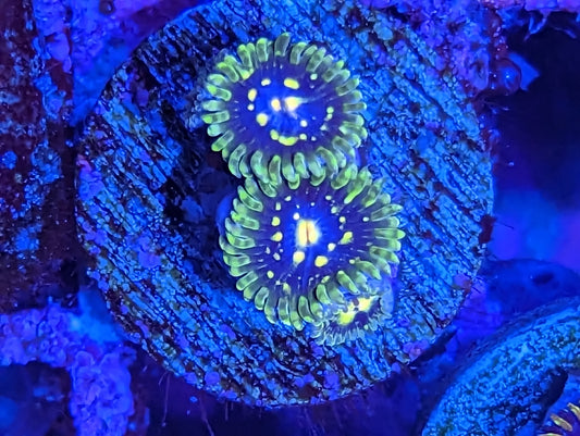 WYSIWYG Exosphere Zoa 3 Heads